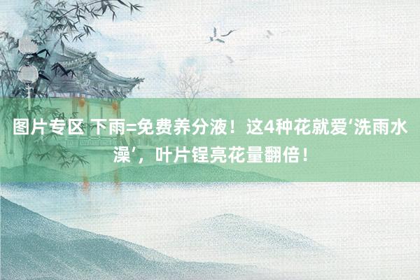 图片专区 下雨=免费养分液！这4种花就爱‘洗雨水澡’，叶片锃亮花量翻倍！
